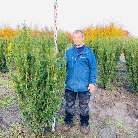 Taxus x media 'Hicksii'